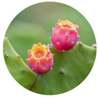 Close-up of two pink and yellow cactus buds growing on a green cactus pad, with a blurred green background.